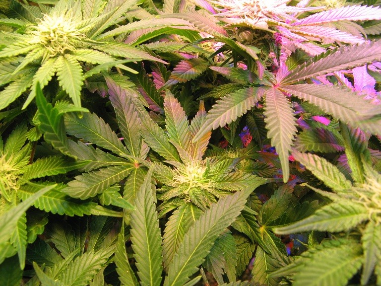 WhiteWidow.jpg - White Widow budlets
