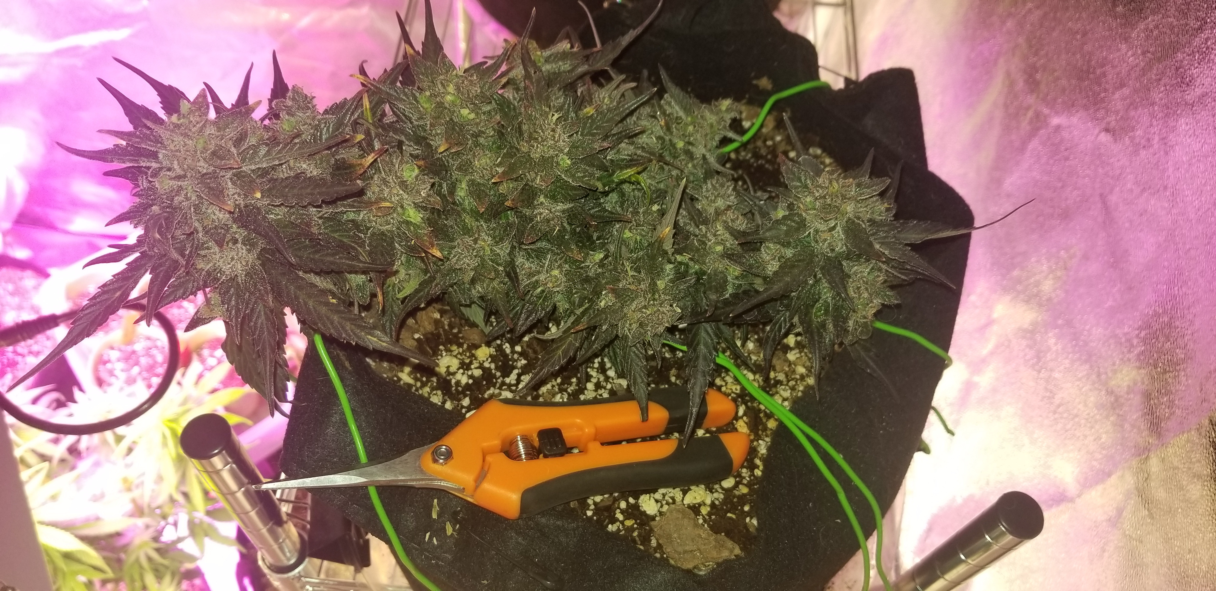 whole plant closeup.jpg
