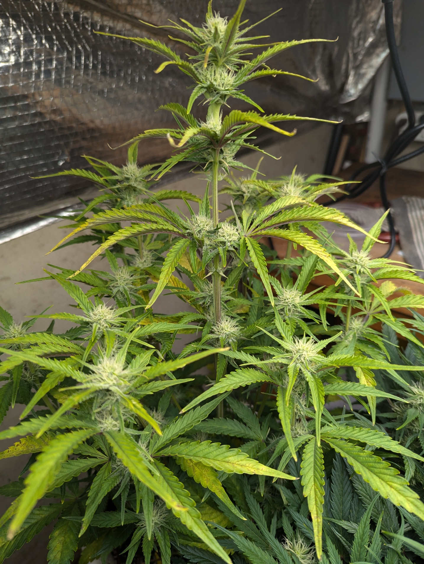 Click image for larger version  Name:	two ugly leaves.jpg Views:	0 Size:	788.7 KB ID:	627587