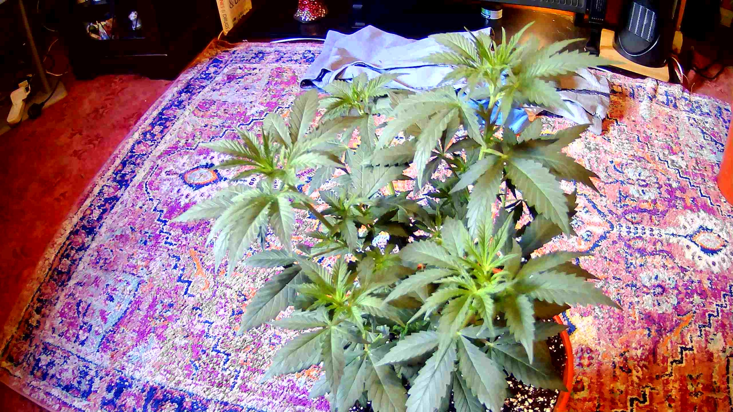 WIN_20201015_12_27_11_Pro.jpg