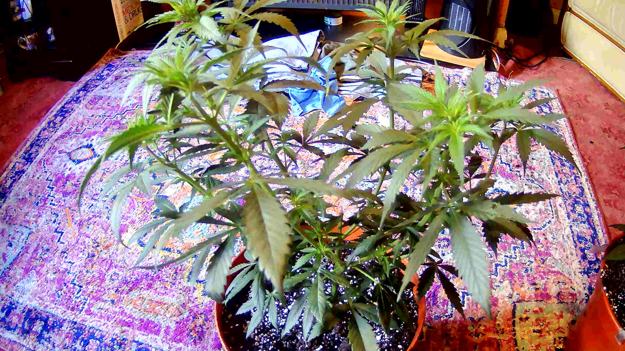 WIN_20201015_12_27_43_Pro.jpg