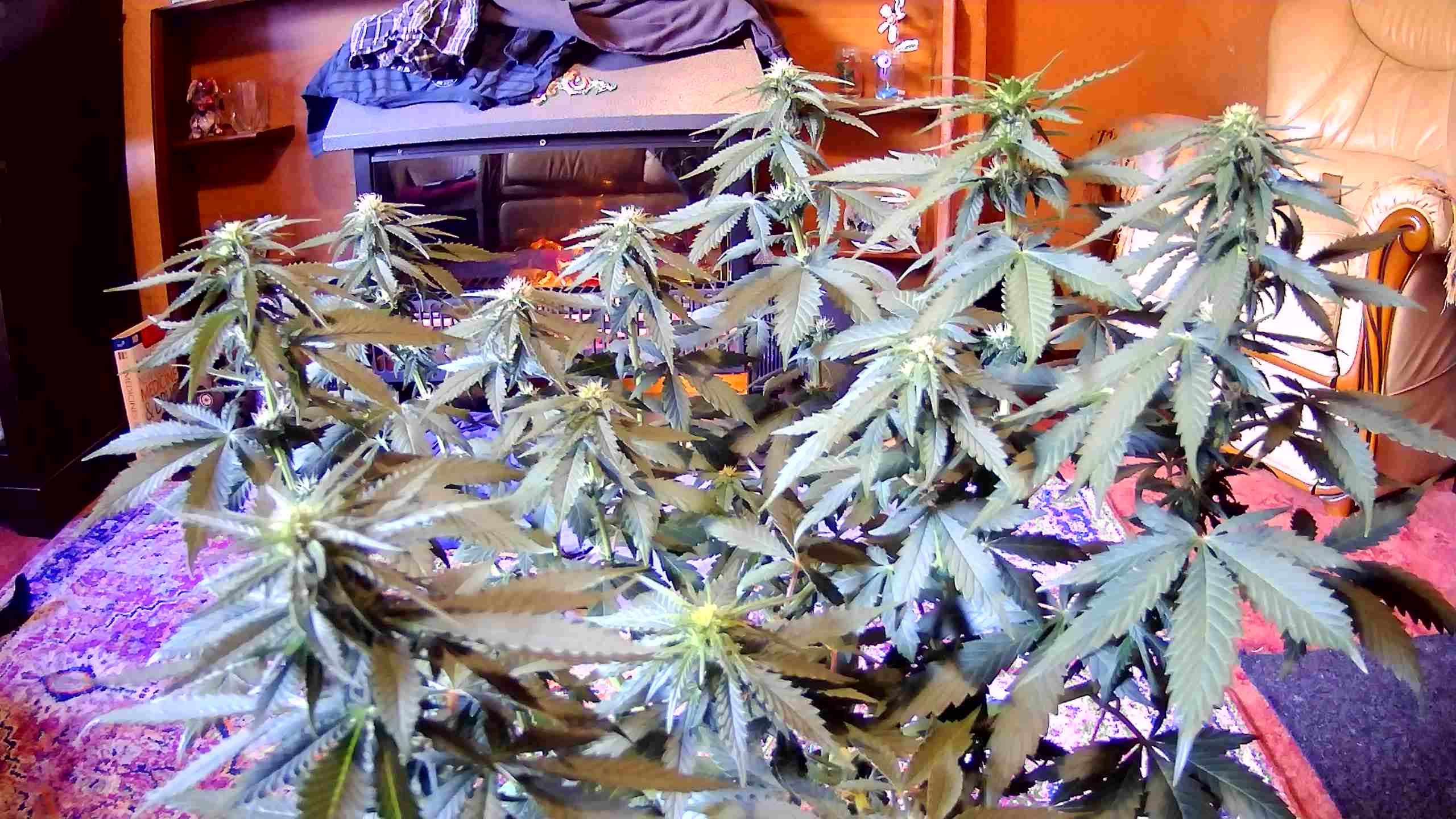 WIN_20201102_13_55_03_Pro.jpg