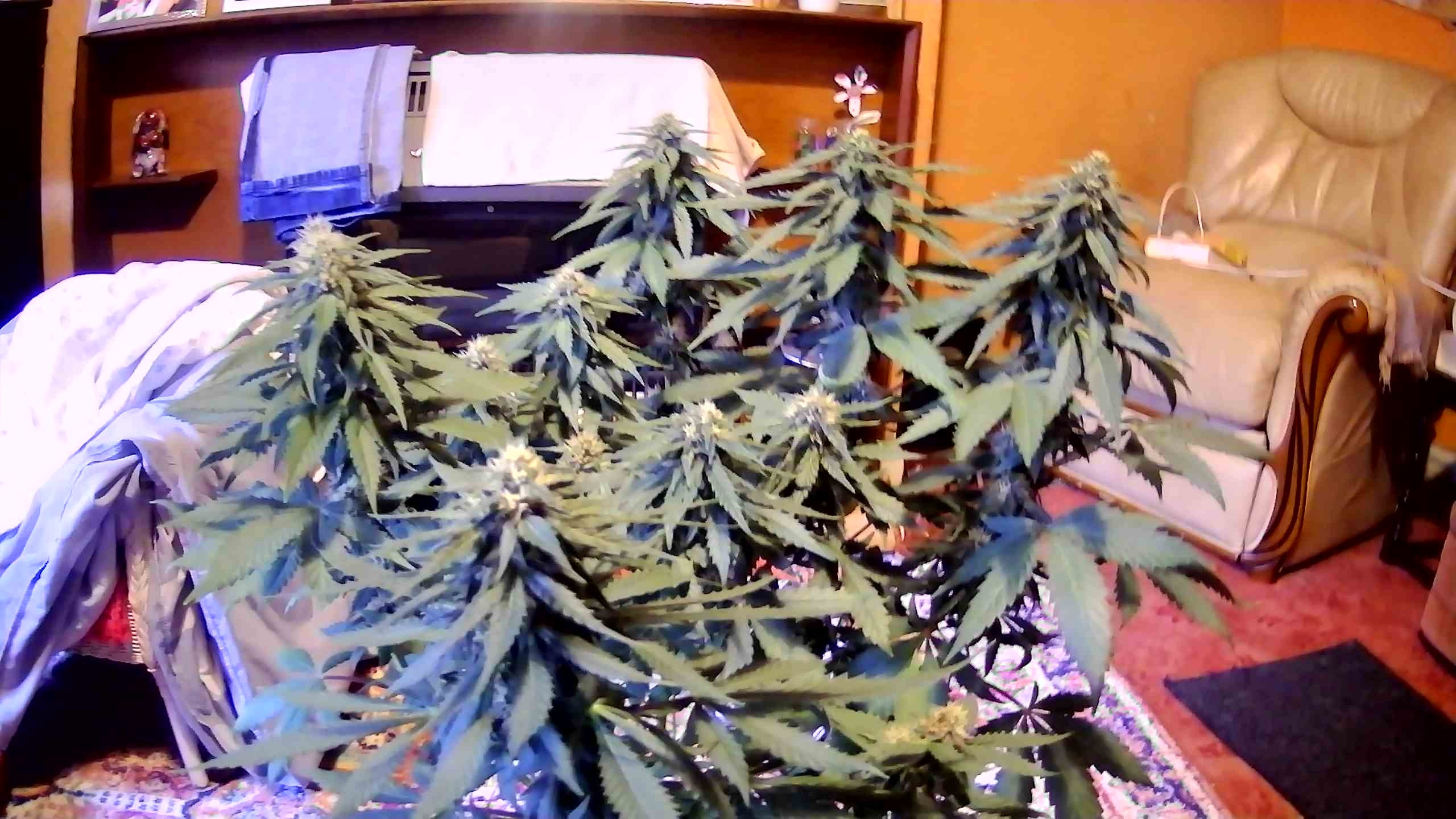 WIN_20201111_09_49_29_Pro.jpg