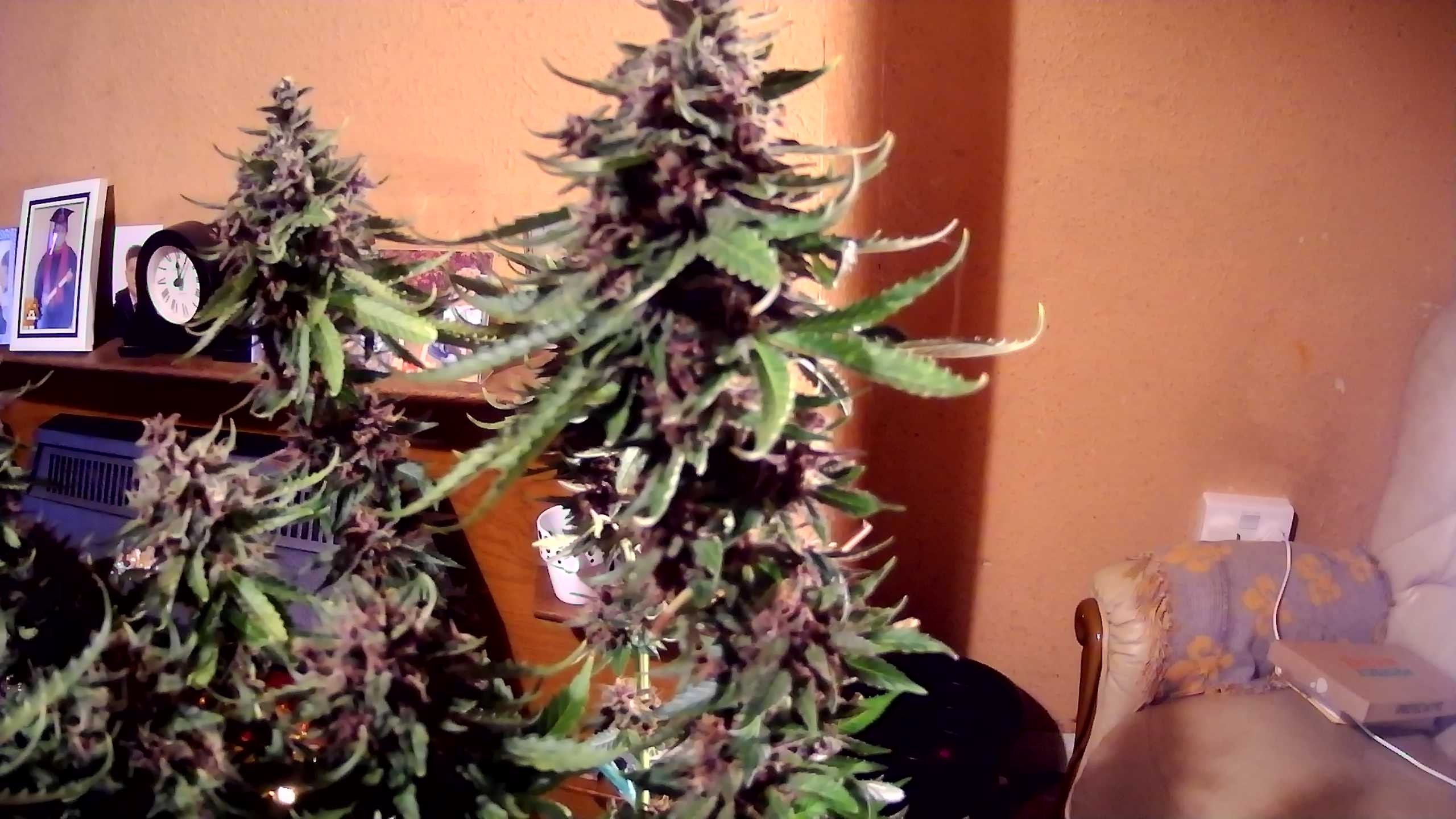 WIN_20201128_12_07_19_Pro.jpg