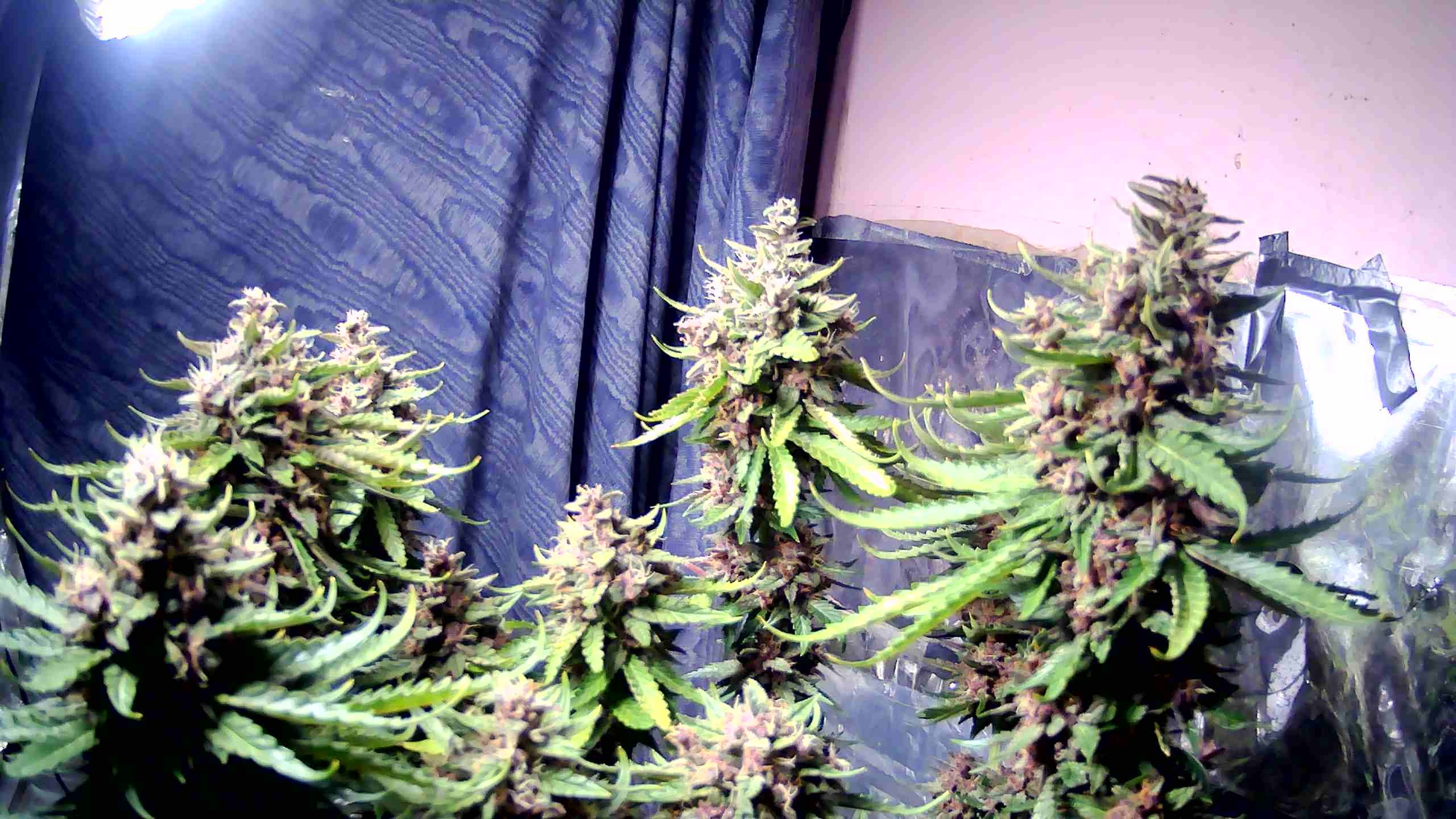 WIN_20201129_09_46_20_Pro.jpg