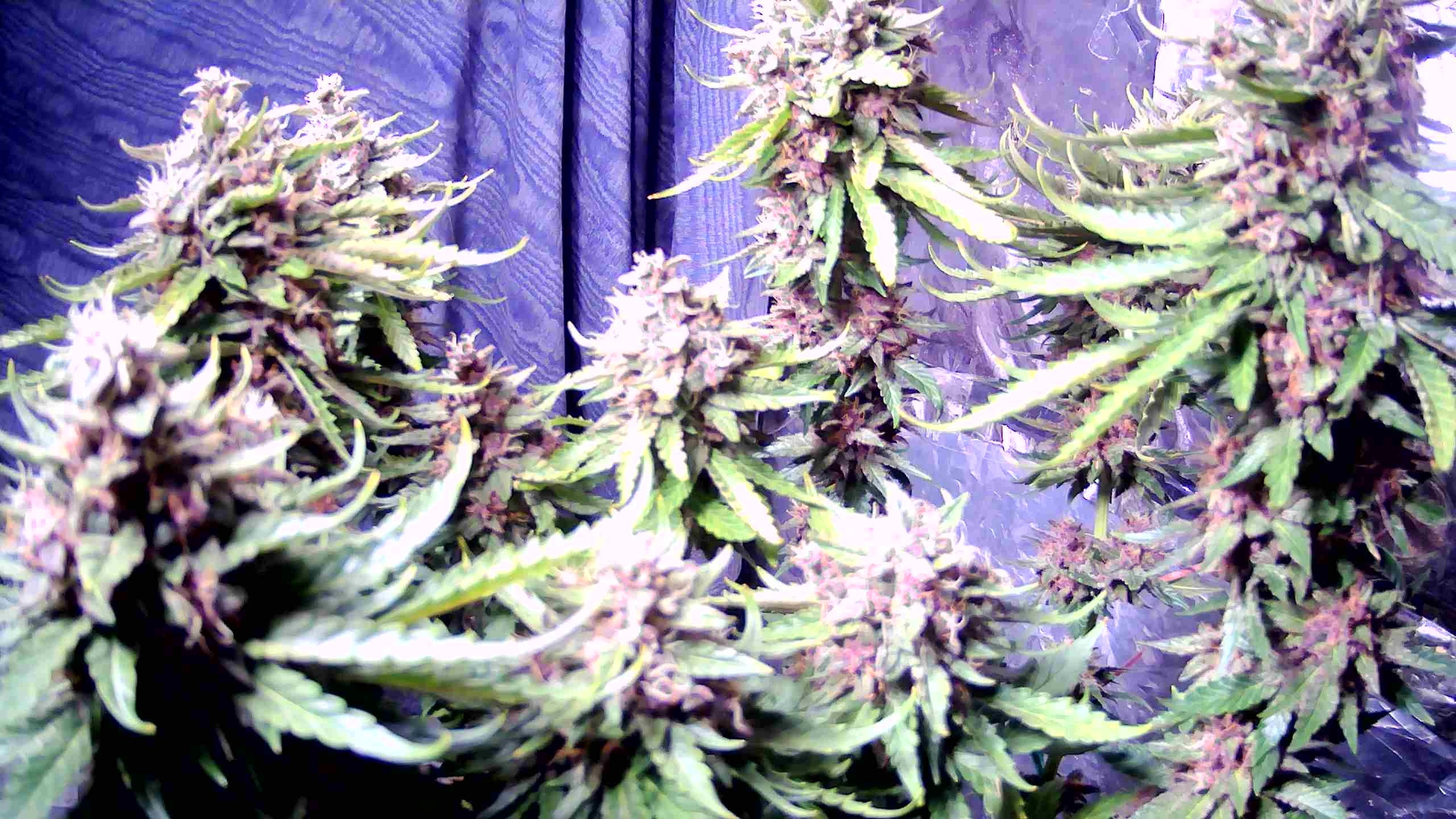 WIN_20201129_09_47_22_Pro.jpg