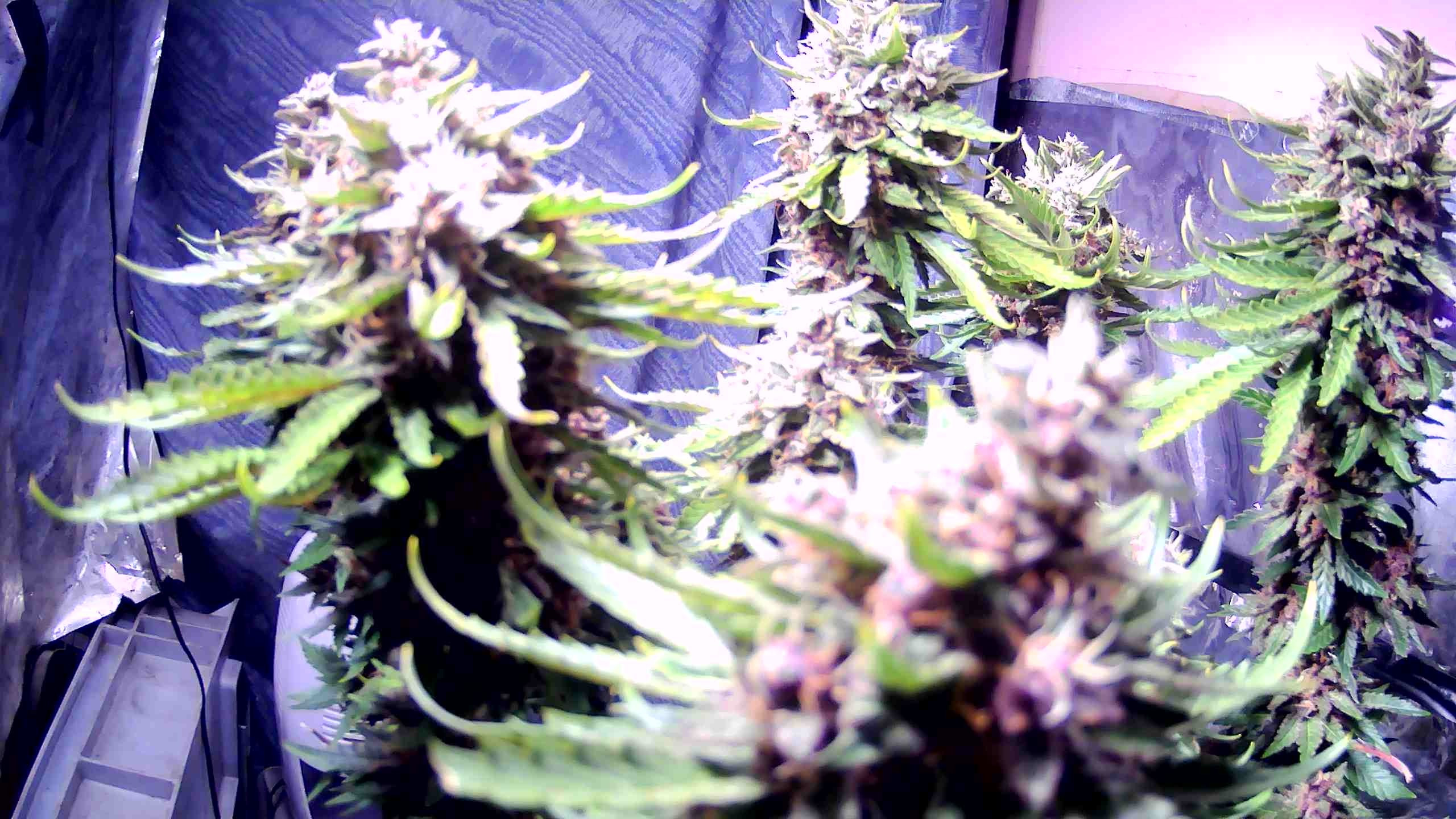 WIN_20201129_09_47_55_Pro.jpg