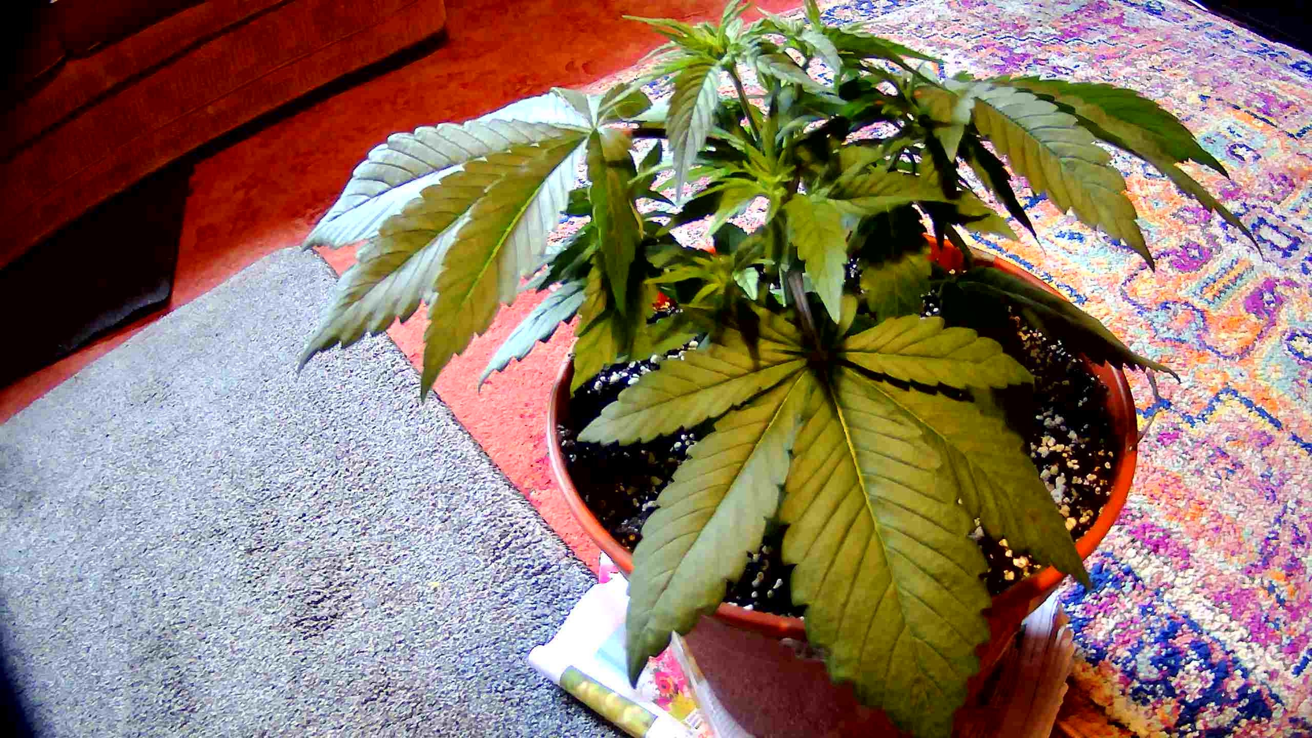 WIN_20210521_13_03_06_Pro.jpg