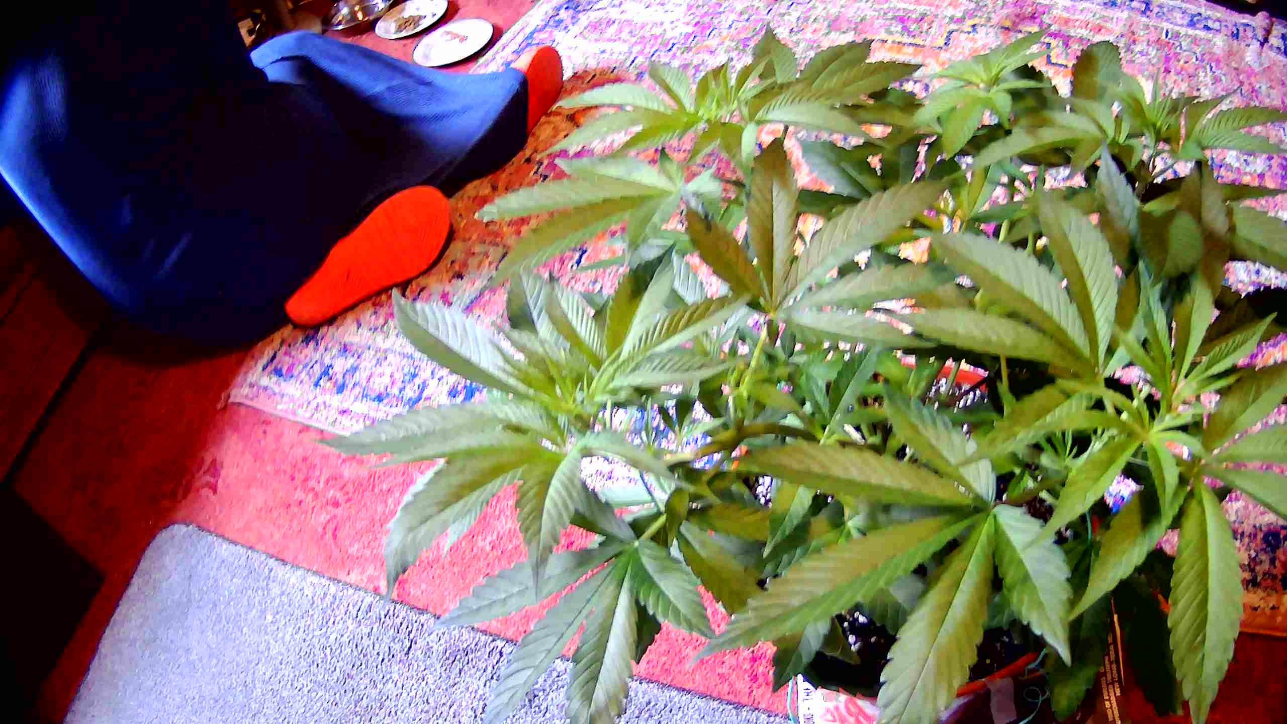 WIN_20210603_10_56_55_Pro.jpg