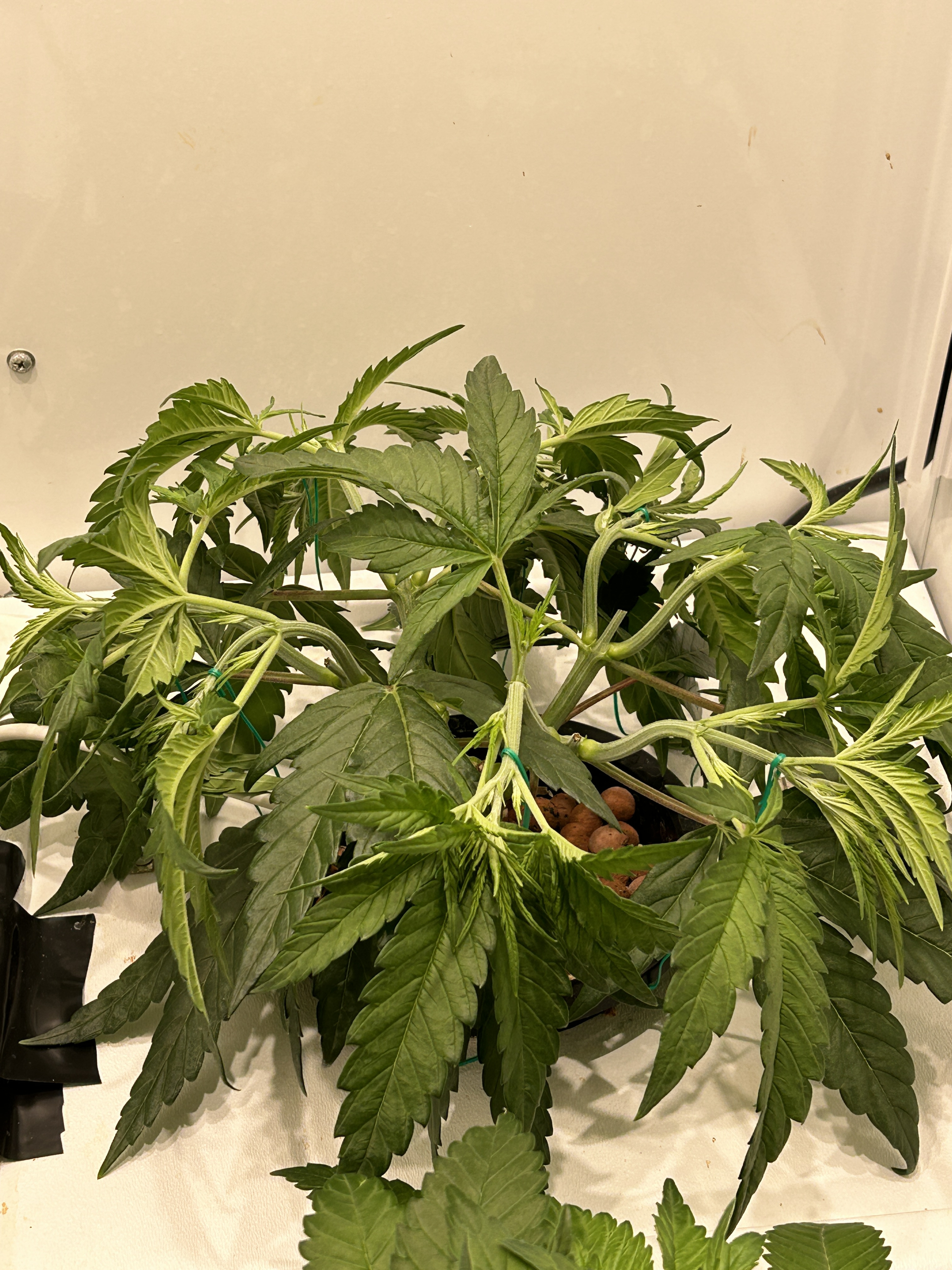 wk5 lst.jpg