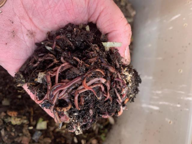 worms.jpg