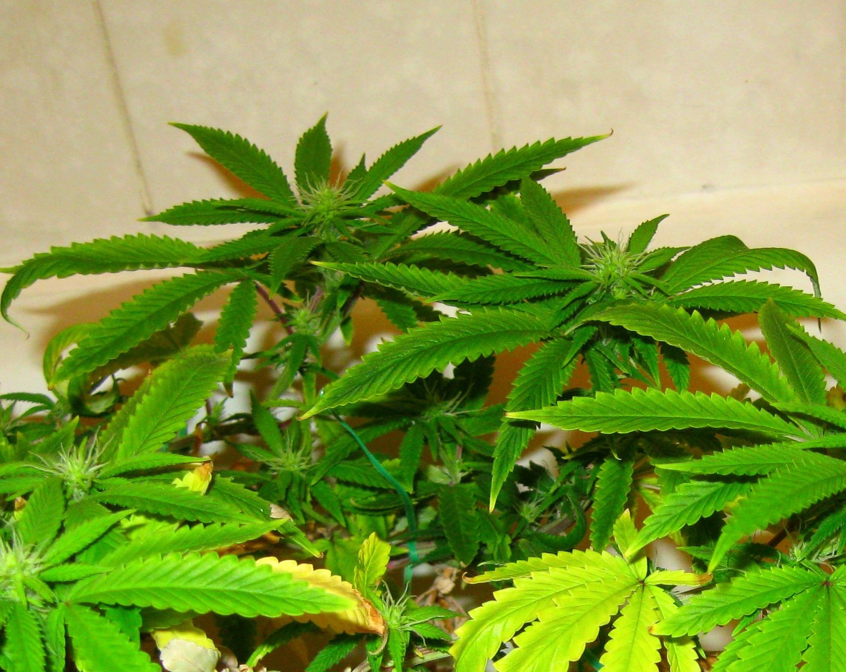 yellow leaves deficiencies .jpg