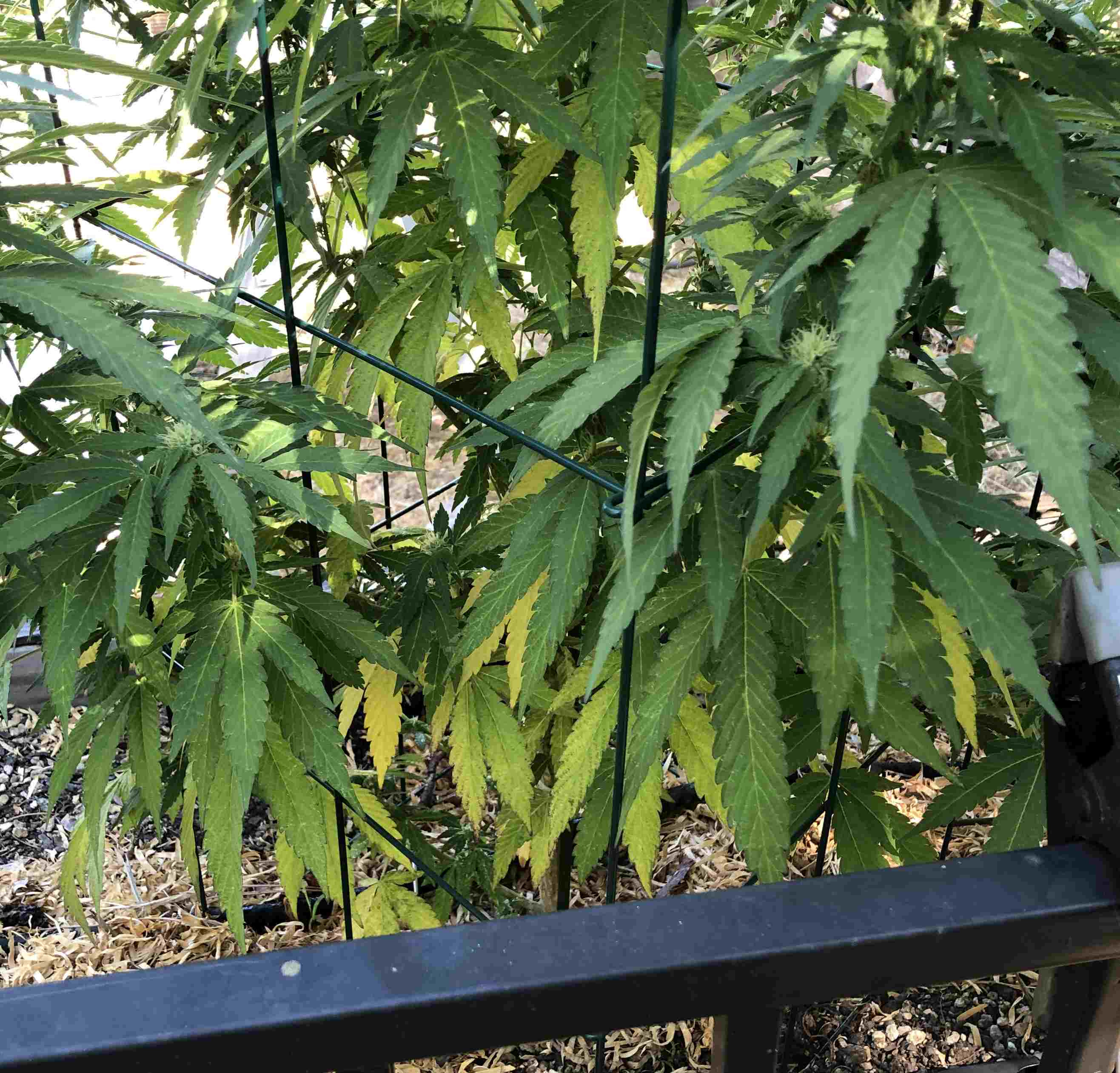 yellow leaves.jpg