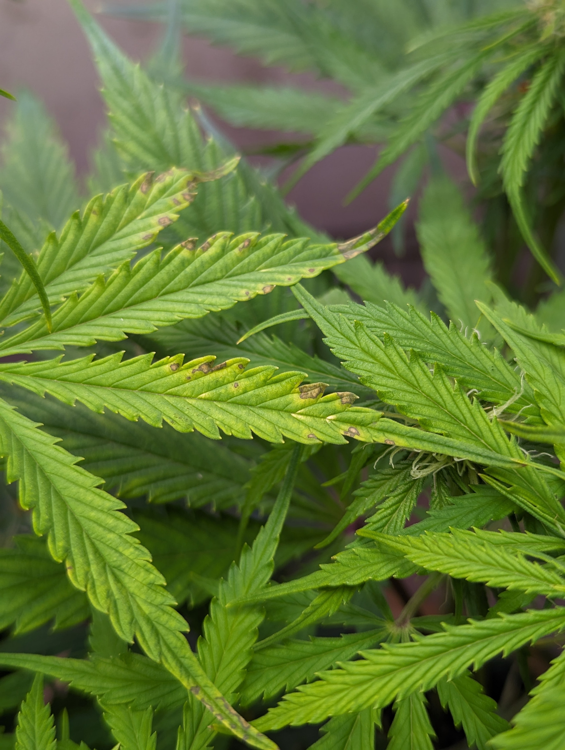 yellowing leaves.jpg