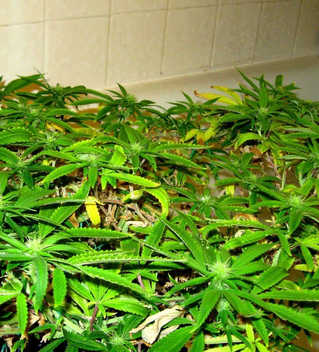 yellowing plant(1) (1)(1)(1) (1).jpg