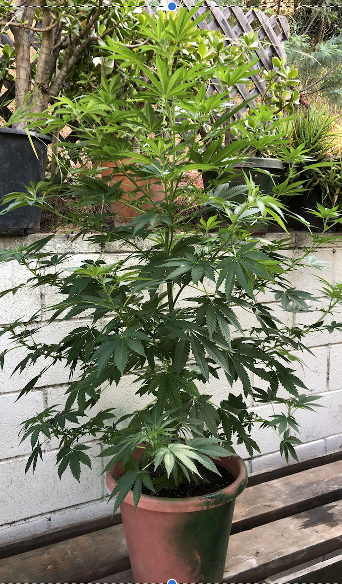 Young Tree.png