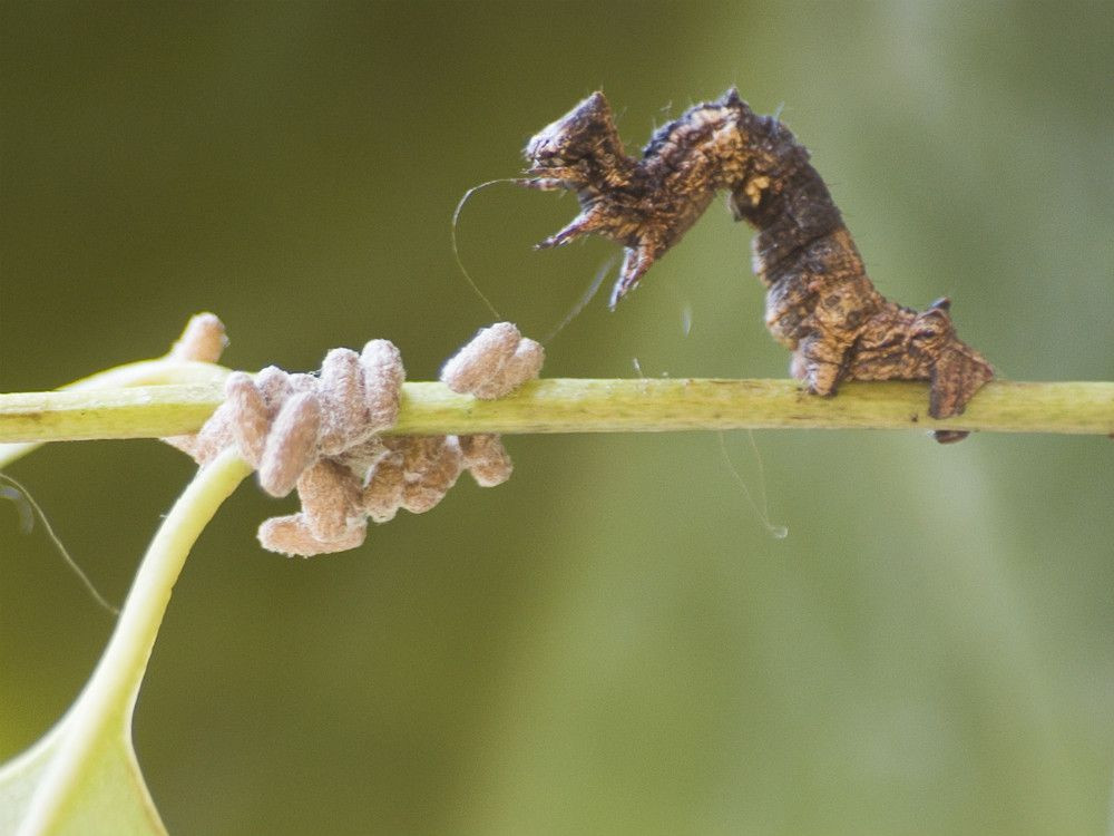 zombie-caterpillar1.jpg