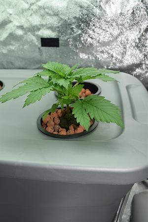 Click image for larger version

Name:	fatleaf.JPG
Views:	838
Size:	5.45 MB
ID:	13286