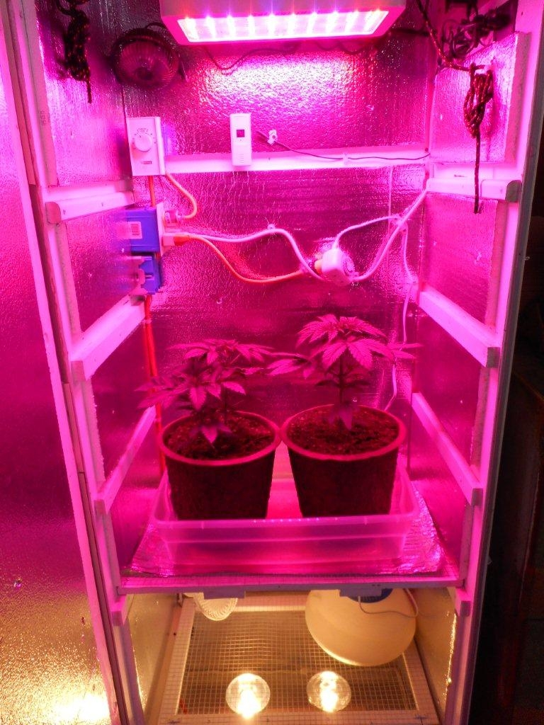 Click image for larger version

Name:	DSCN2622.jpg
Views:	1156
Size:	488.3 KB
ID:	34547