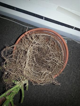 Click image for larger version

Name:	IMG_20170109_Roots2.jpg
Views:	159
Size:	4.06 MB
ID:	39785