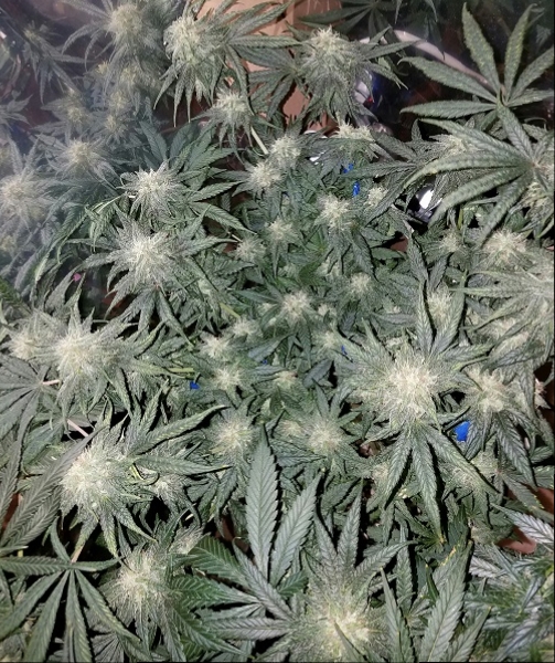 Click image for larger version

Name:	Jan 24 update Jack Herer.jpg
Views:	410
Size:	329.6 KB
ID:	47238