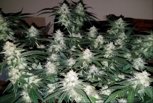Click image for larger version

Name:	Jan 24 update Super Lemon Haze 2.jpg
Views:	490
Size:	242.6 KB
ID:	47239