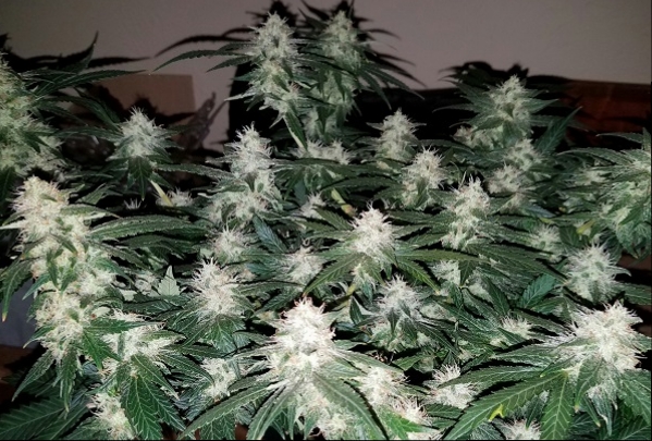 Click image for larger version

Name:	Jan 24 update Super Lemon Haze 2.jpg
Views:	452
Size:	242.6 KB
ID:	47239