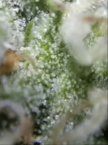 Click image for larger version

Name:	Jan 24 update Super Lemon Haze 1.jpg
Views:	523
Size:	165.3 KB
ID:	47240