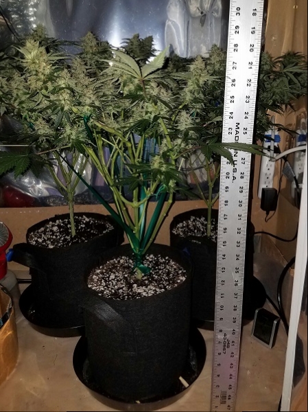 Click image for larger version

Name:	Jan 31 update flower room 1.jpg
Views:	460
Size:	233.3 KB
ID:	50562