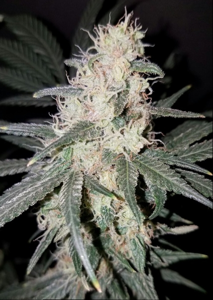 Click image for larger version

Name:	Jan 31 update Incredible Bulk 1.jpg
Views:	460
Size:	207.0 KB
ID:	50564