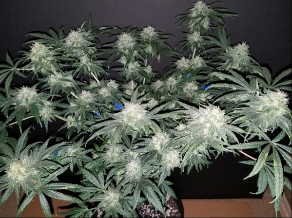 Click image for larger version

Name:	Jan 31 update Jack Herer 1.jpg
Views:	517
Size:	253.7 KB
ID:	50565