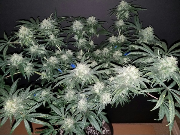 Click image for larger version

Name:	Jan 31 update Jack Herer 1.jpg
Views:	480
Size:	253.7 KB
ID:	50565