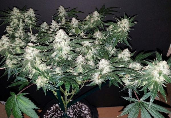 Click image for larger version

Name:	Jan 31 update Super Lemon Haze 2.jpg
Views:	463
Size:	243.0 KB
ID:	50566