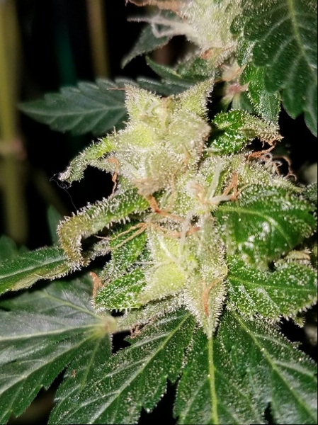 Click image for larger version

Name:	Jan 31 update seeded bud.jpg
Views:	464
Size:	258.4 KB
ID:	50574