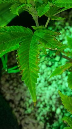 Click image for larger version

Name:	20171025_223847.jpg
Views:	388
Size:	344.0 KB
ID:	141663