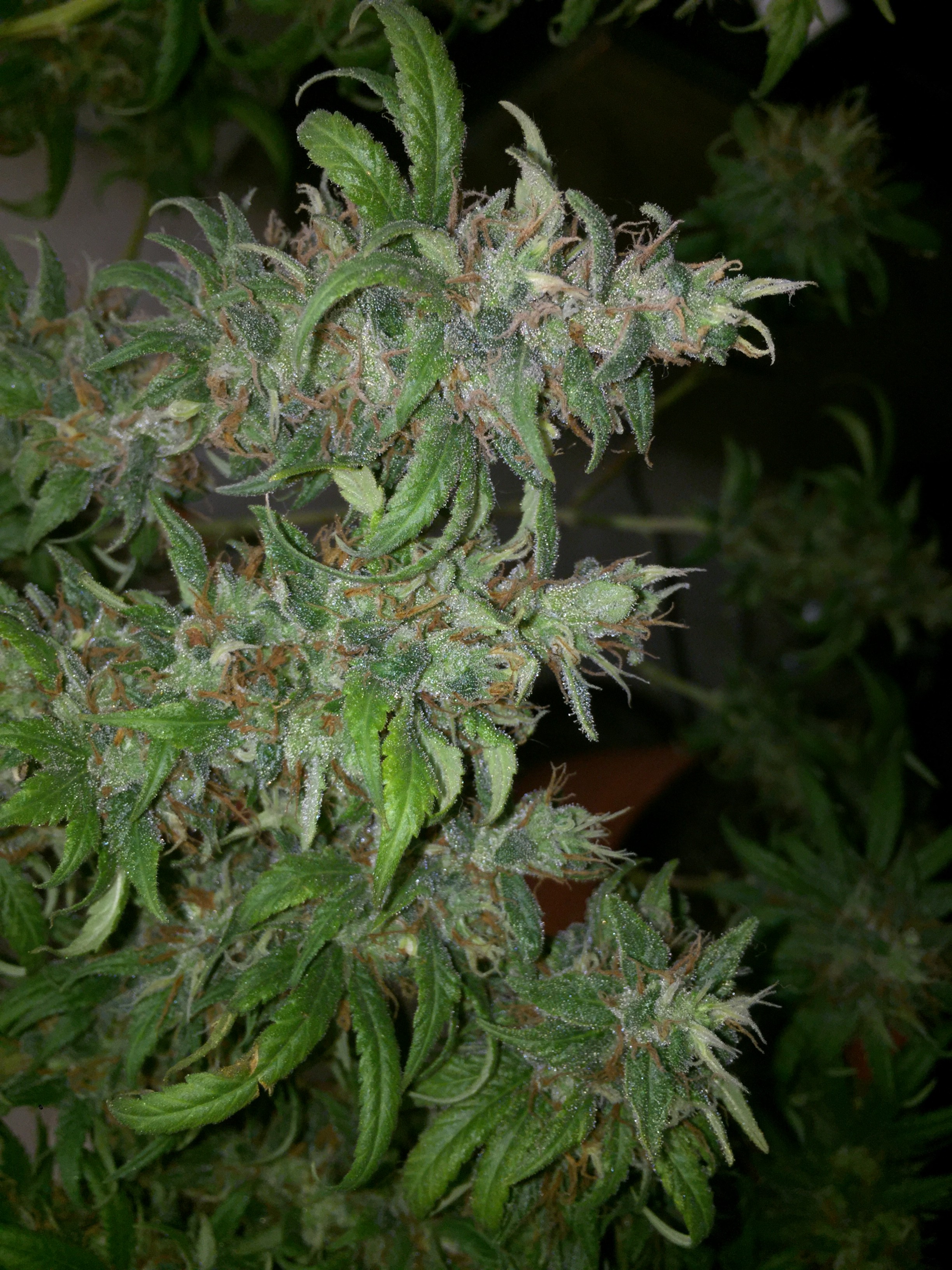 Click image for larger version

Name:	IMG_8637.JPG
Views:	127
Size:	1.74 MB
ID:	230188