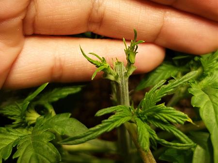 Click image for larger version

Name:	plant-just-topped.jpg
Views:	390
Size:	181.0 KB
ID:	231360