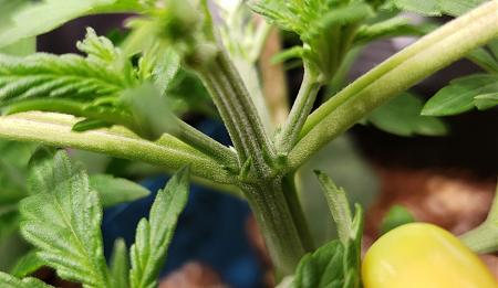Click image for larger version

Name:	female-pre-flower-no-pistil-yet.jpg
Views:	392
Size:	394.3 KB
ID:	231361