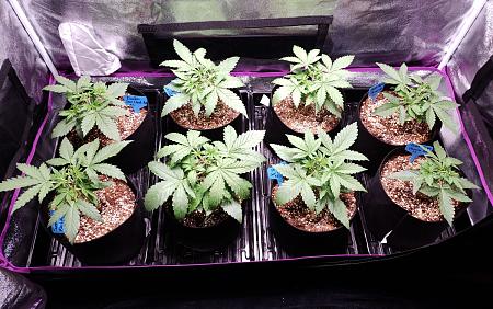 Click image for larger version

Name:	3-week-old-auto-flowers-post-topping.jpg
Views:	394
Size:	316.2 KB
ID:	231362