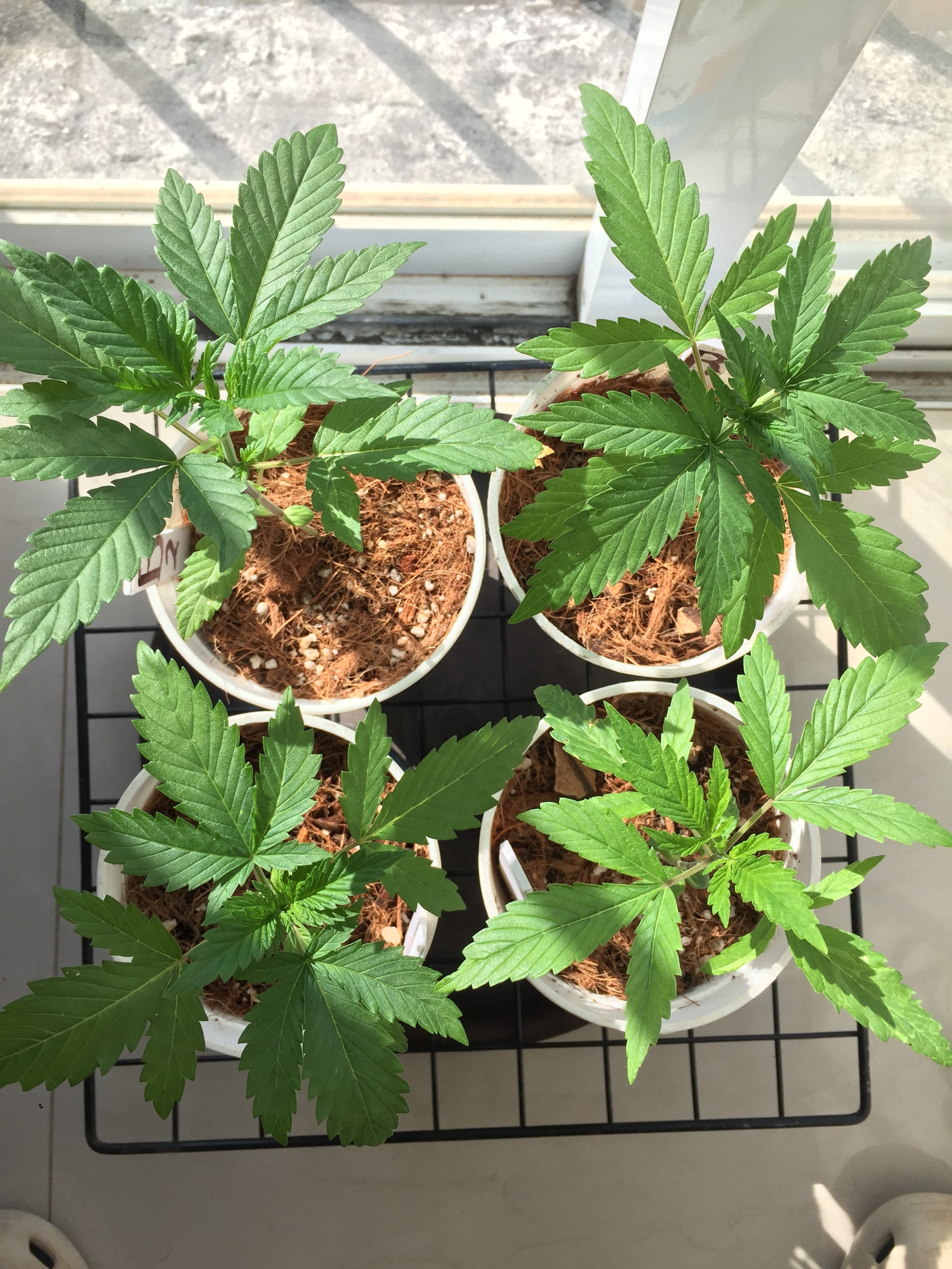 Coco question Cannabis Growing Forum