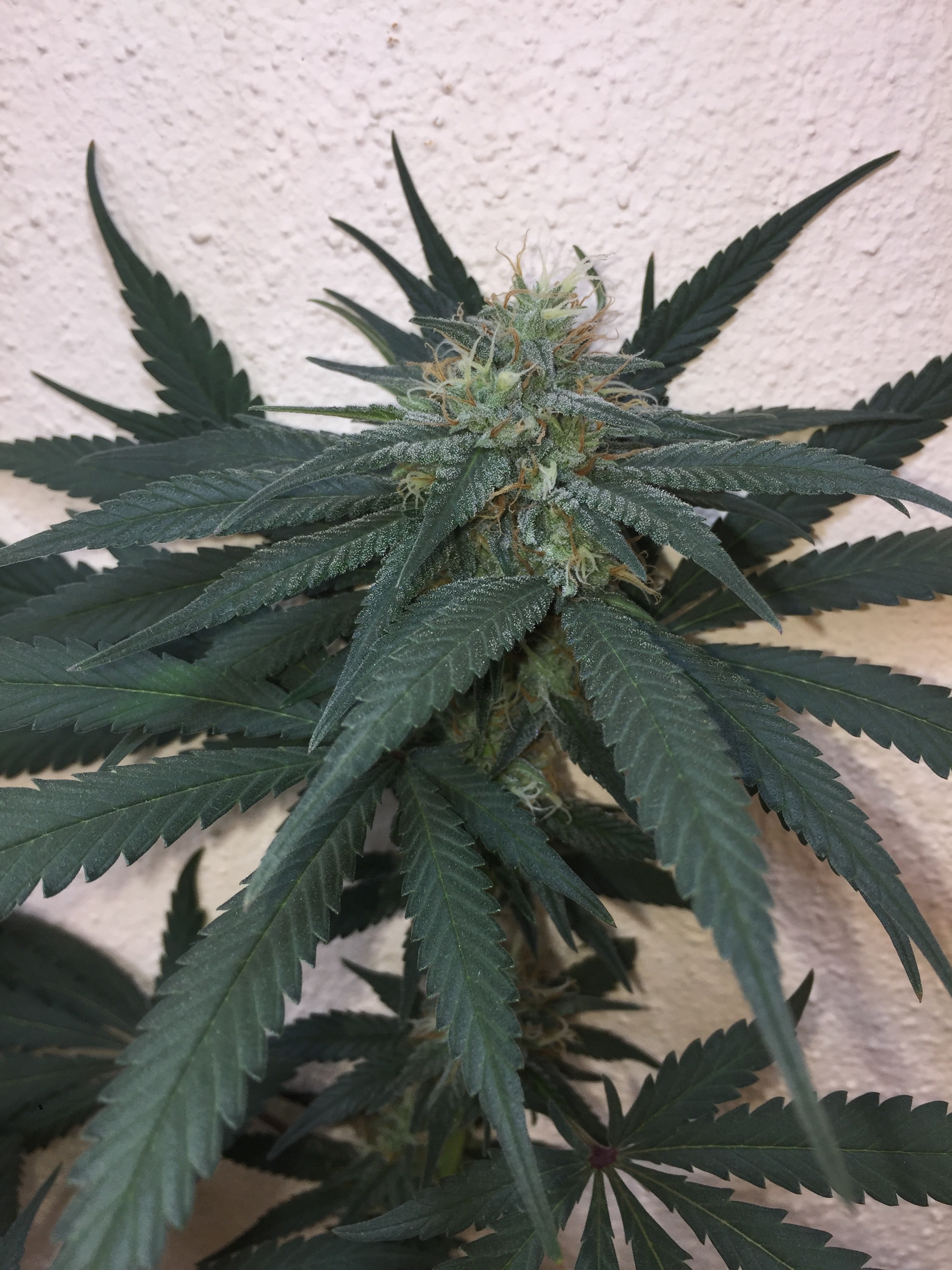 a picture update - GrowWeedEasy.com Cannabis Growing Forum