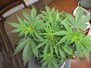 Click image for larger version

Name:	IMG_0182.JPG
Views:	99
Size:	4.06 MB
ID:	304721