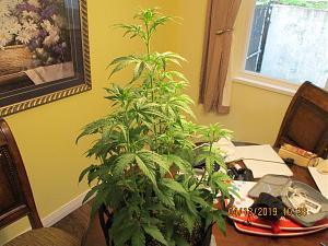 Click image for larger version

Name:	IMG_0185.JPG
Views:	92
Size:	3.92 MB
ID:	304722