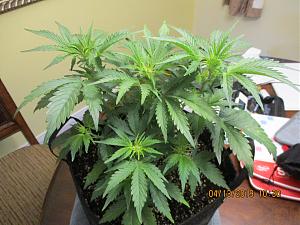 Click image for larger version

Name:	IMG_0181.JPG
Views:	99
Size:	3.93 MB
ID:	304723