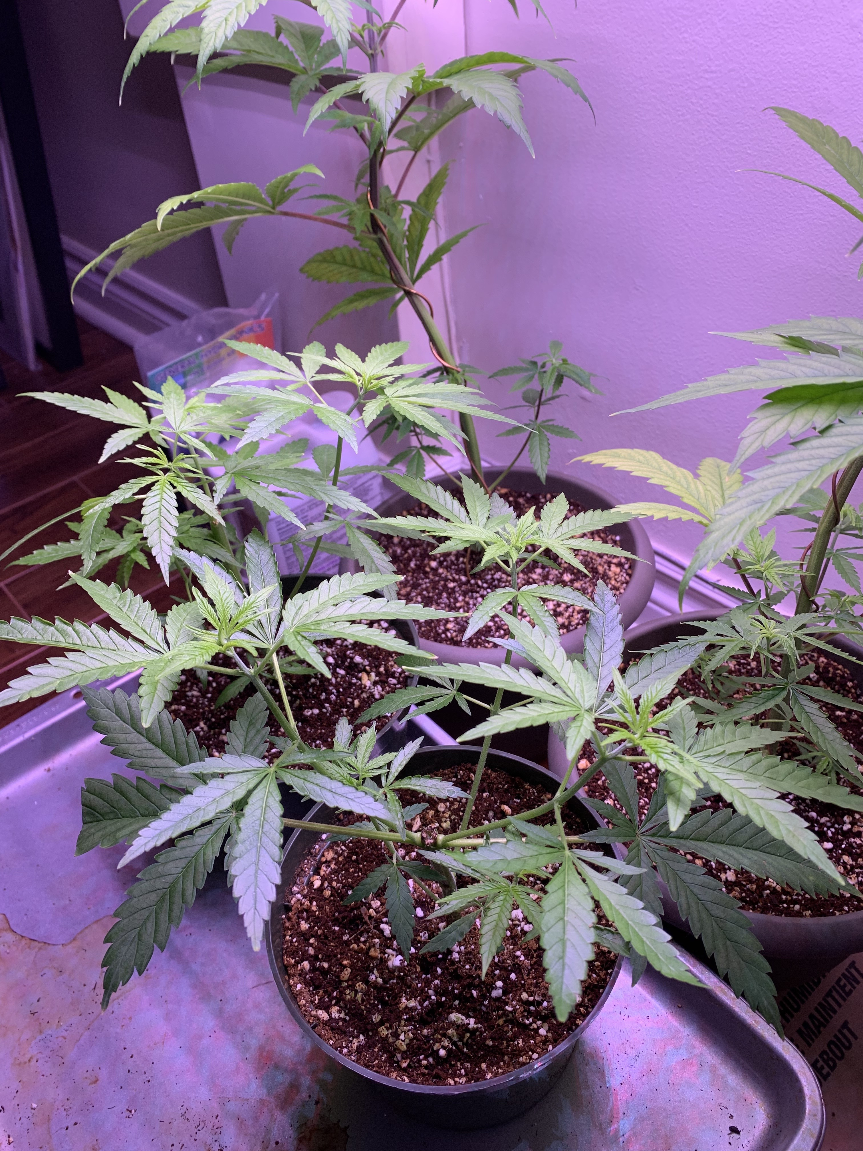 Cannabis as houseplant - GrowWeedEasy.com Cannabis Growing Forum