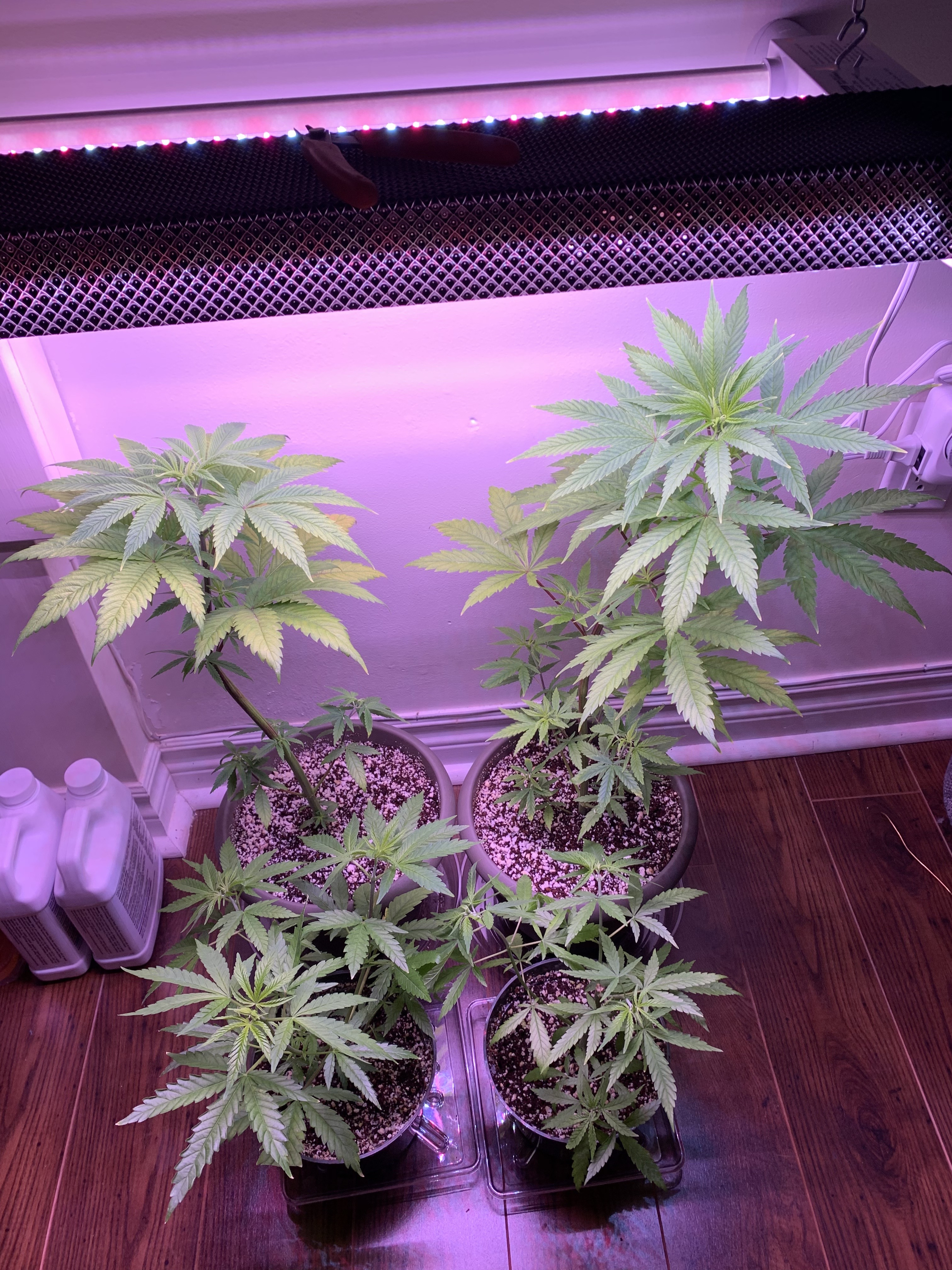 Cannabis as houseplant Cannabis Growing Forum