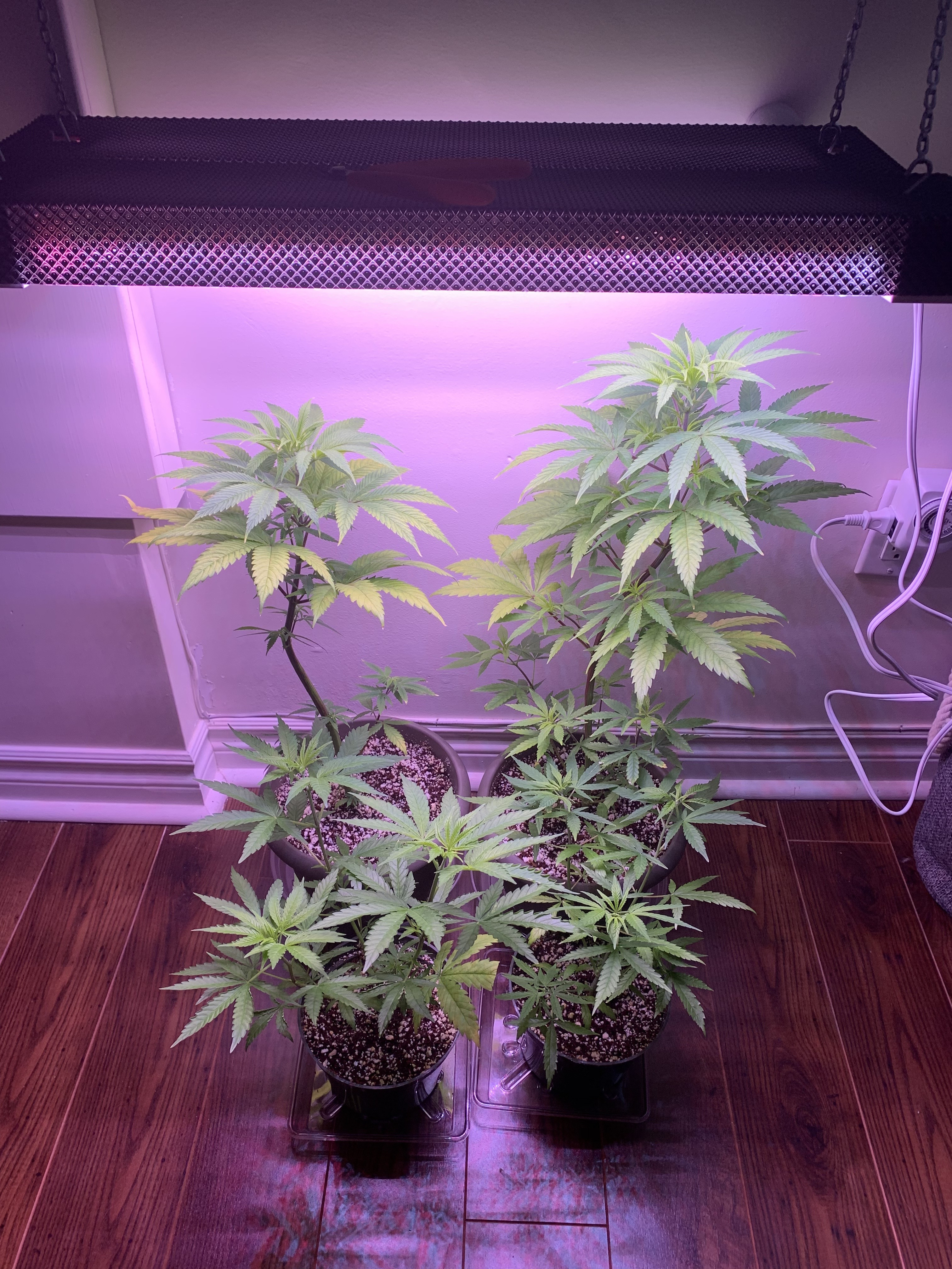 Cannabis as houseplant Cannabis Growing Forum