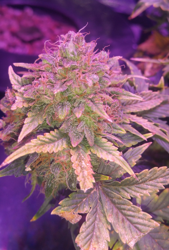 Click image for larger version

Name:	week13_bud-2.jpg
Views:	321
Size:	192.8 KB
ID:	364306
