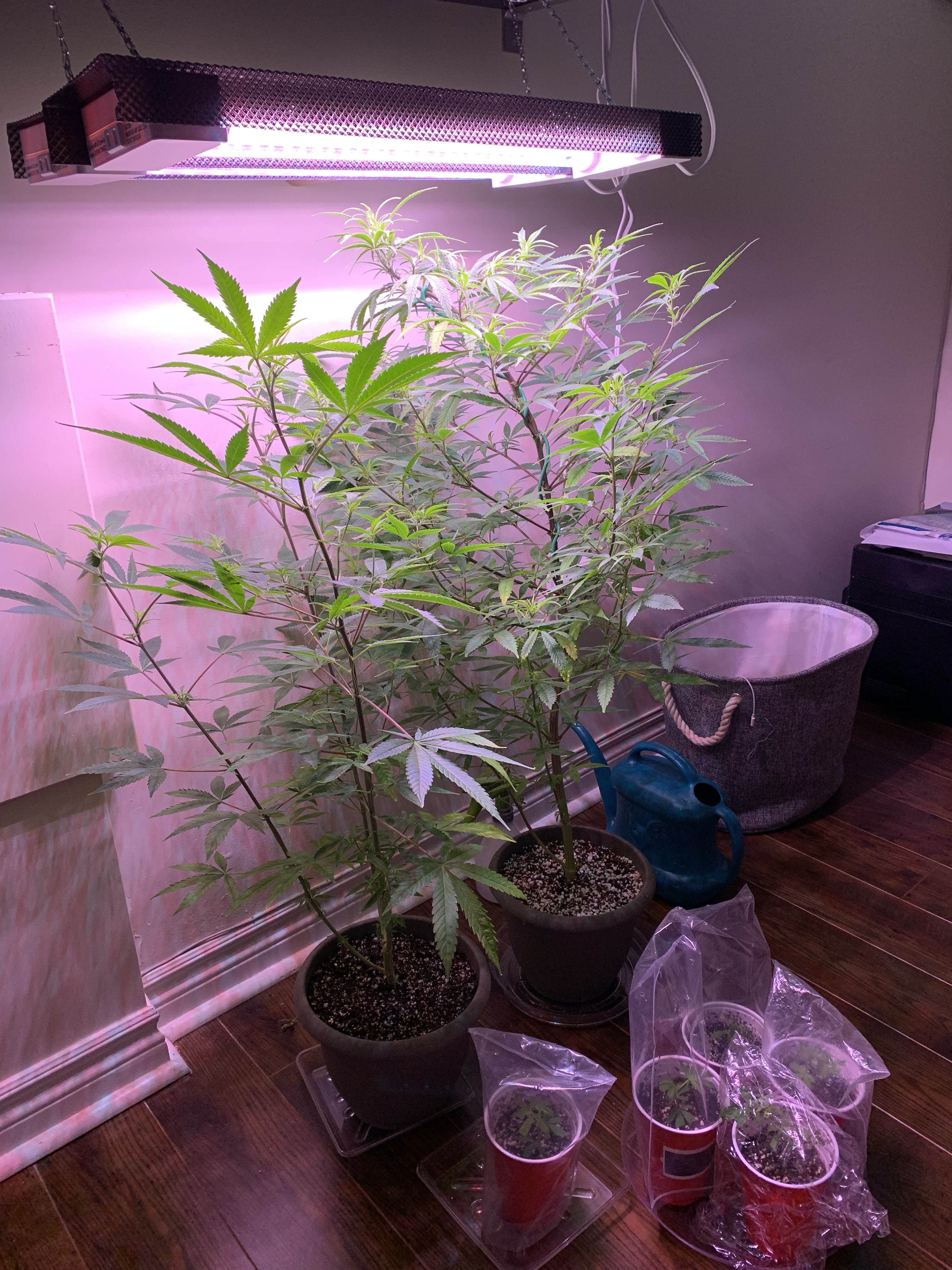 Cannabis as houseplant Cannabis Growing Forum