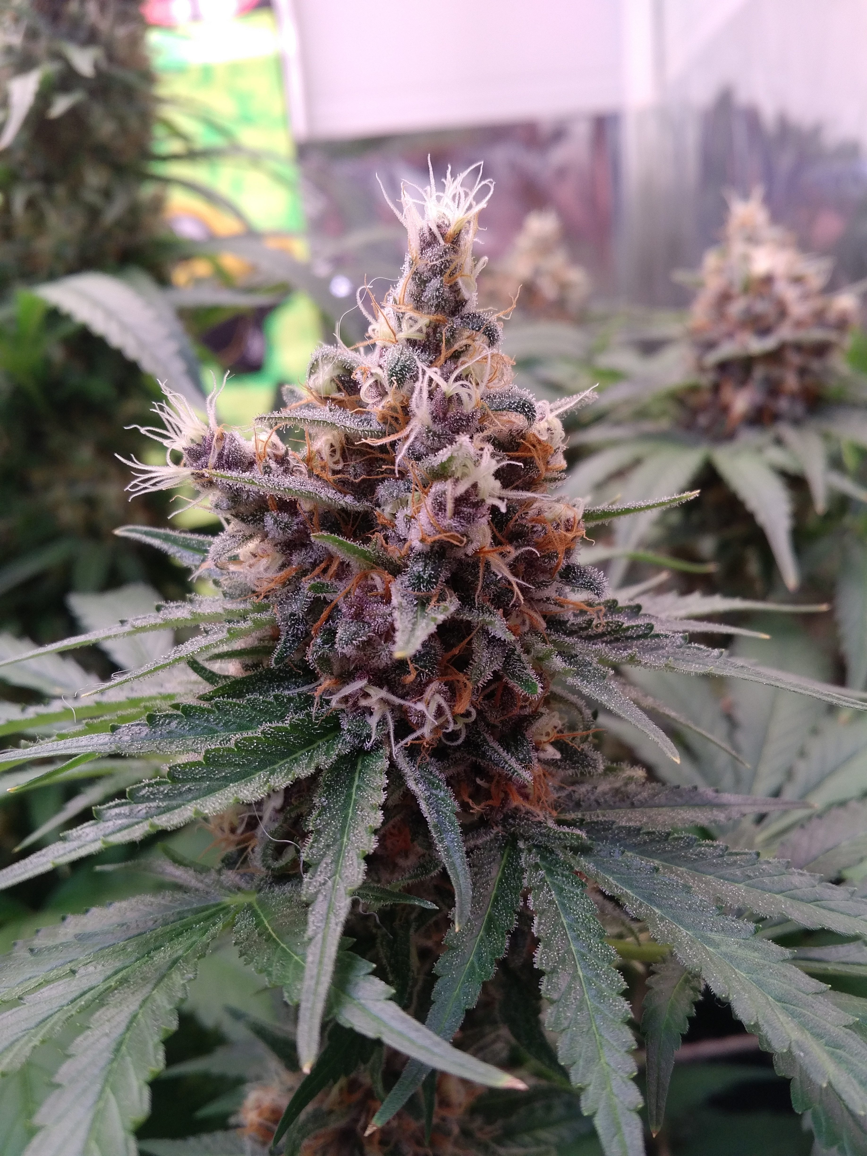 how bad are foxtails - GrowWeedEasy.com Cannabis Growing Forum